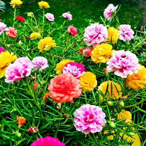 Hybrid Mixed Color Flower Seeds